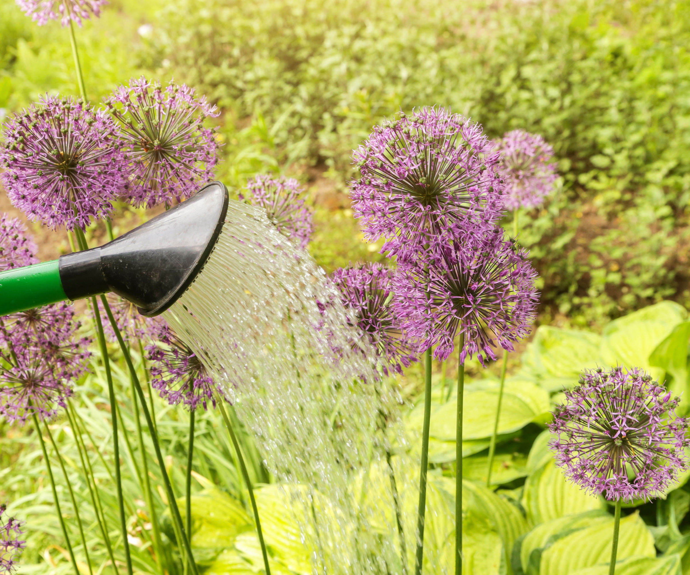 alliums being watered in garden