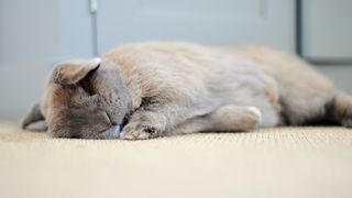 A rabbit lying asleep on the lounge floor