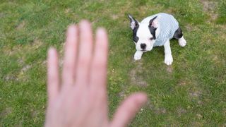A Boston Terrier puppy wearing a jumper sitting on grass looking up at a human hand gesturing a stop or stay command during a training session