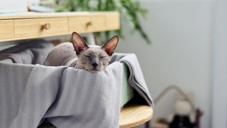 Sphynx cat