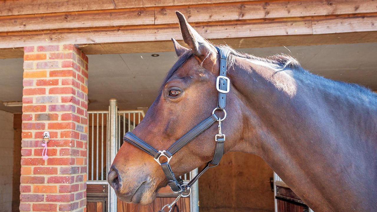 LeMieux Anatomic headcollar review