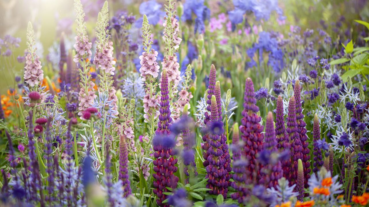 pollinating flowers growing in a garden