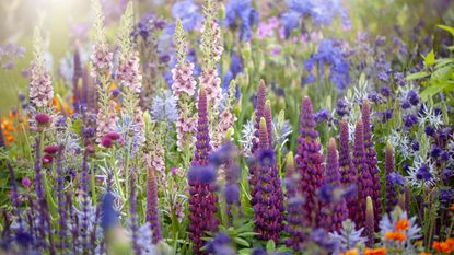 pollinating flowers growing in a garden