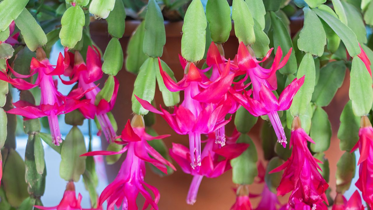 Christmas cactus with pink flowers in full bloom