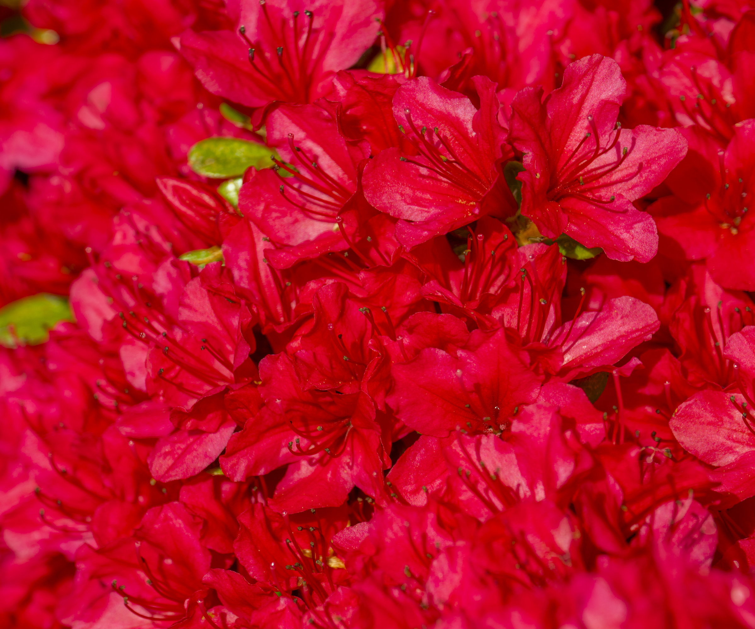 A close-up of crimson red azalea blooms in spring
