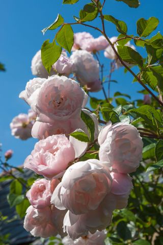 Best climbing plant: Rose The Generous Gardener