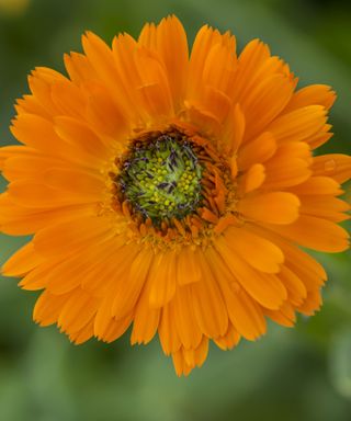 Calendula Greenheart Orange has fiert orange petals with a distinctive green centre