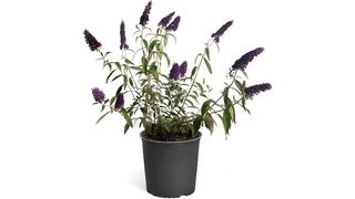 Brighter Blooms Black Knight butterfly bush