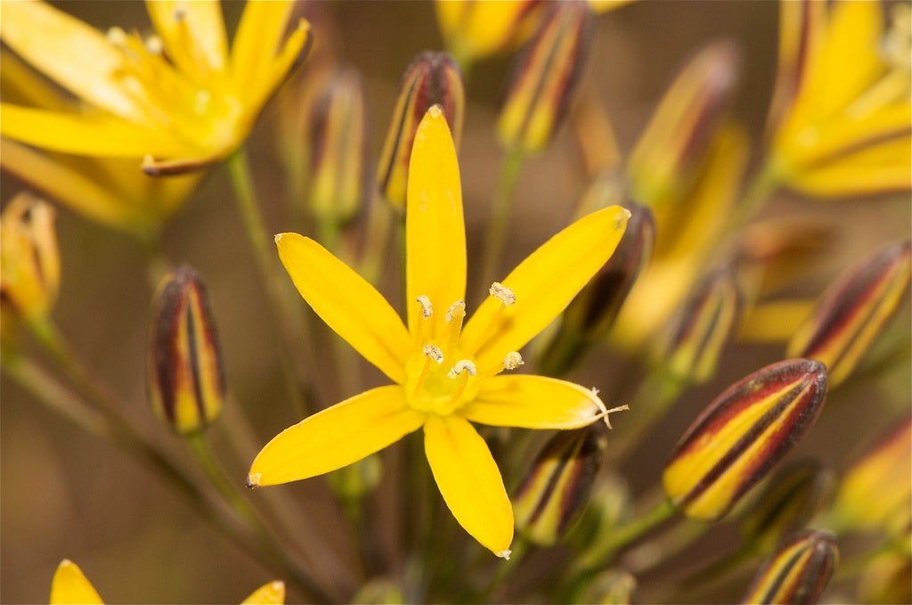 Yellow Bloomeria Flower