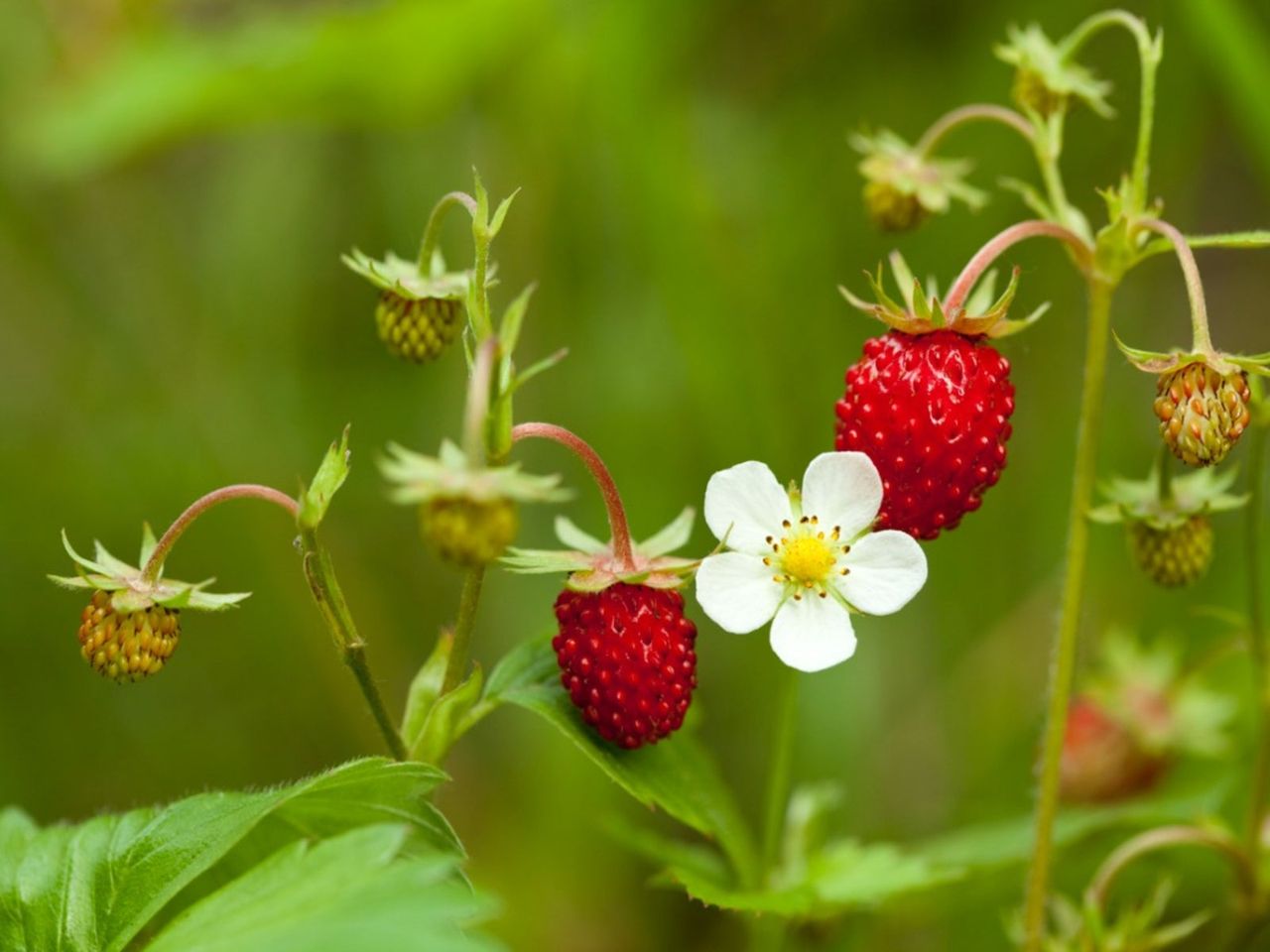 Wild Strawberry Plants