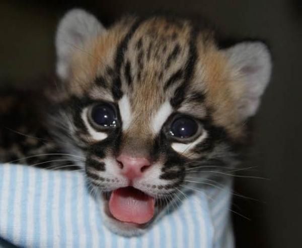 show me an ocelot