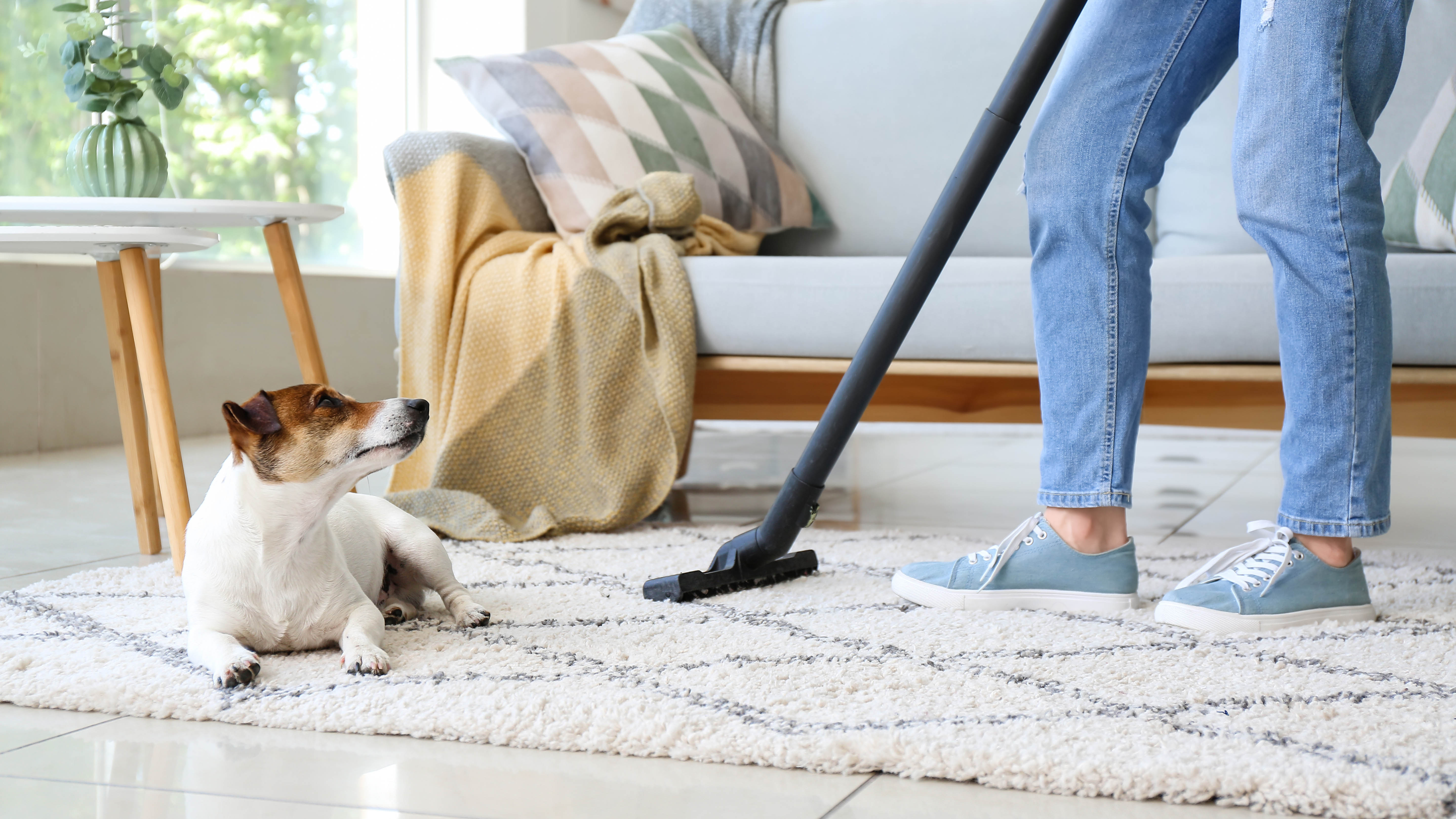 Someone vacuuming a rug in their home next to a dog