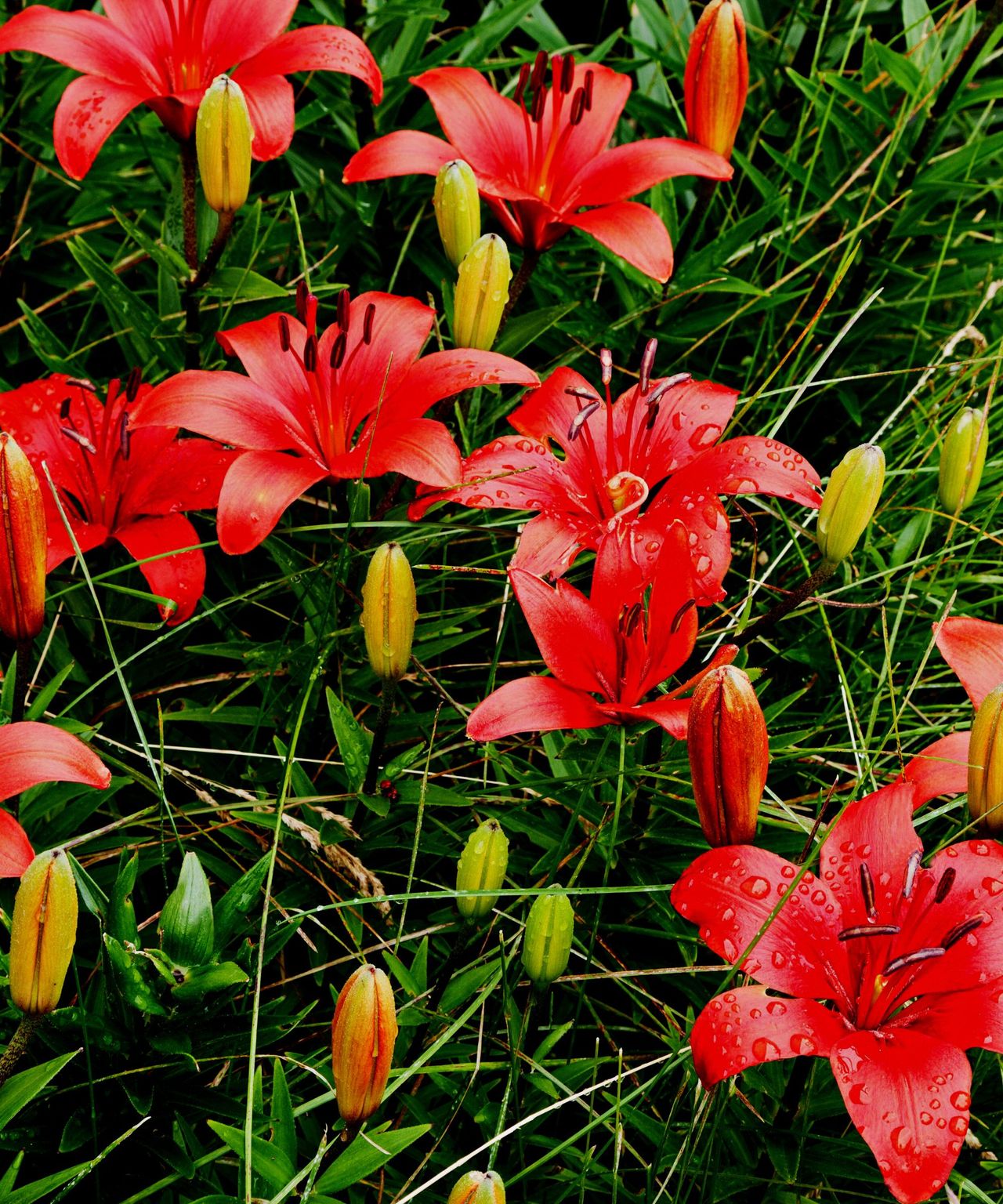 Should you cut back daylilies in the fall? Experts advise