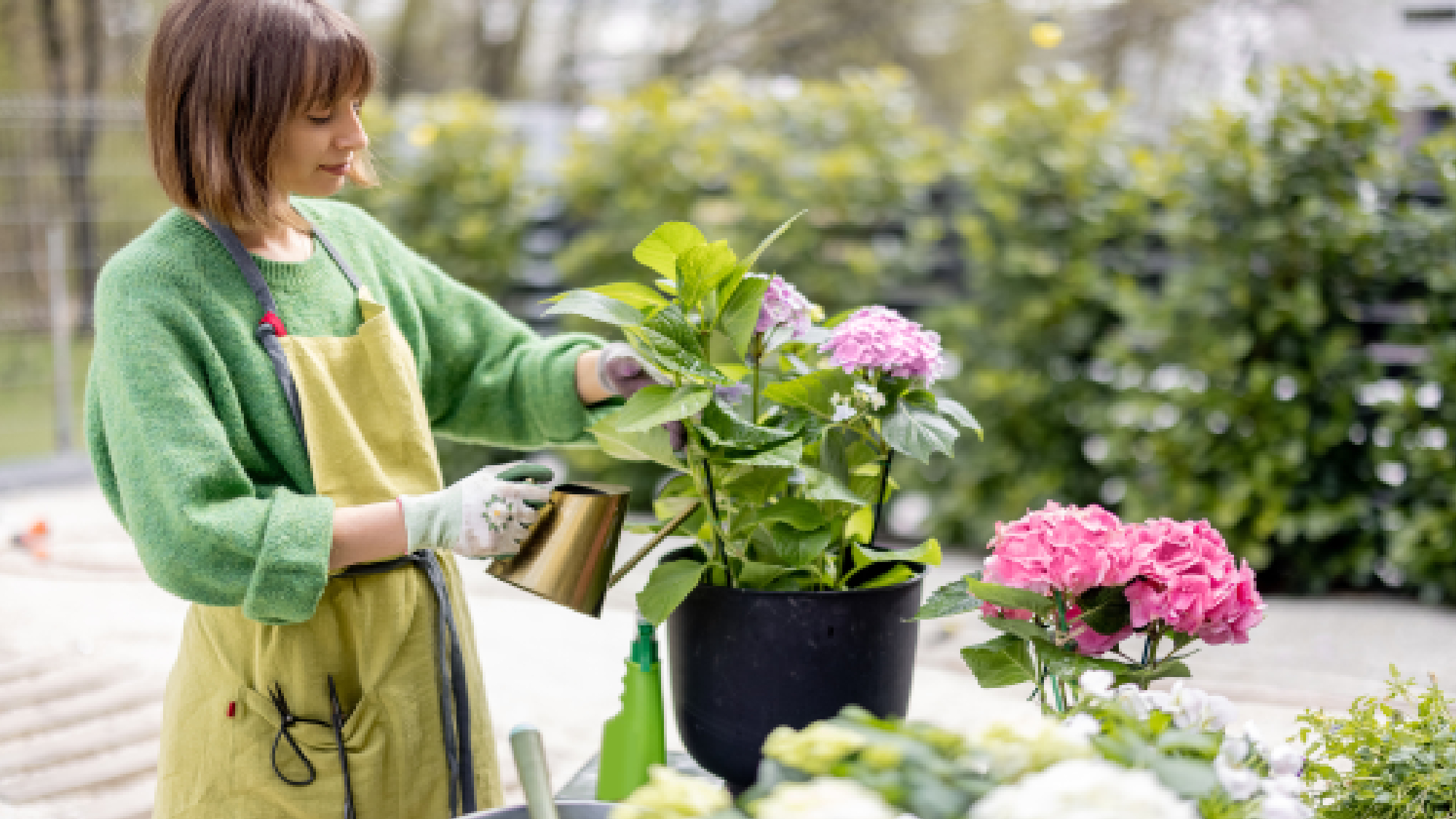 Watering hydrangea