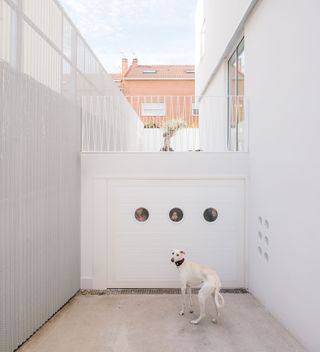 courtyard with white dog casa galgo by murado y elvira in spain