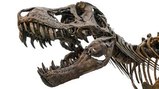 A T. rex skull displays the dinosaur's powerful jaws and teeth.