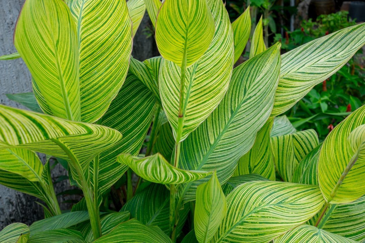 zone 5 tropical