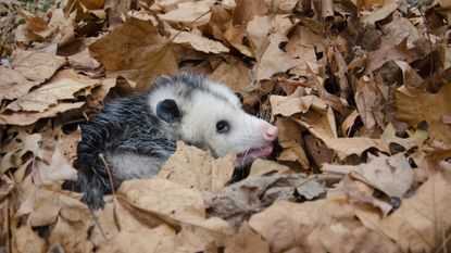 An opossum curled up inside a thick pile of autumn leaf debris on a lawn