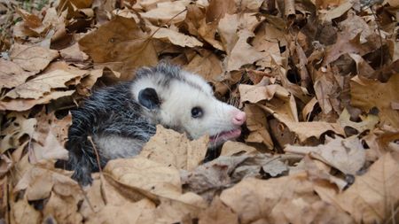 An opossum curled up inside a thick pile of autumn leaf debris on a lawn