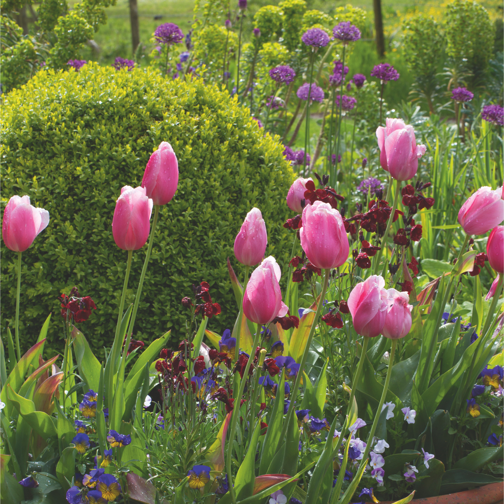 Is it too late to plant tulips in January? Ideal Home