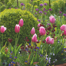 Pink tulip flowers and allium flowers growing in garden