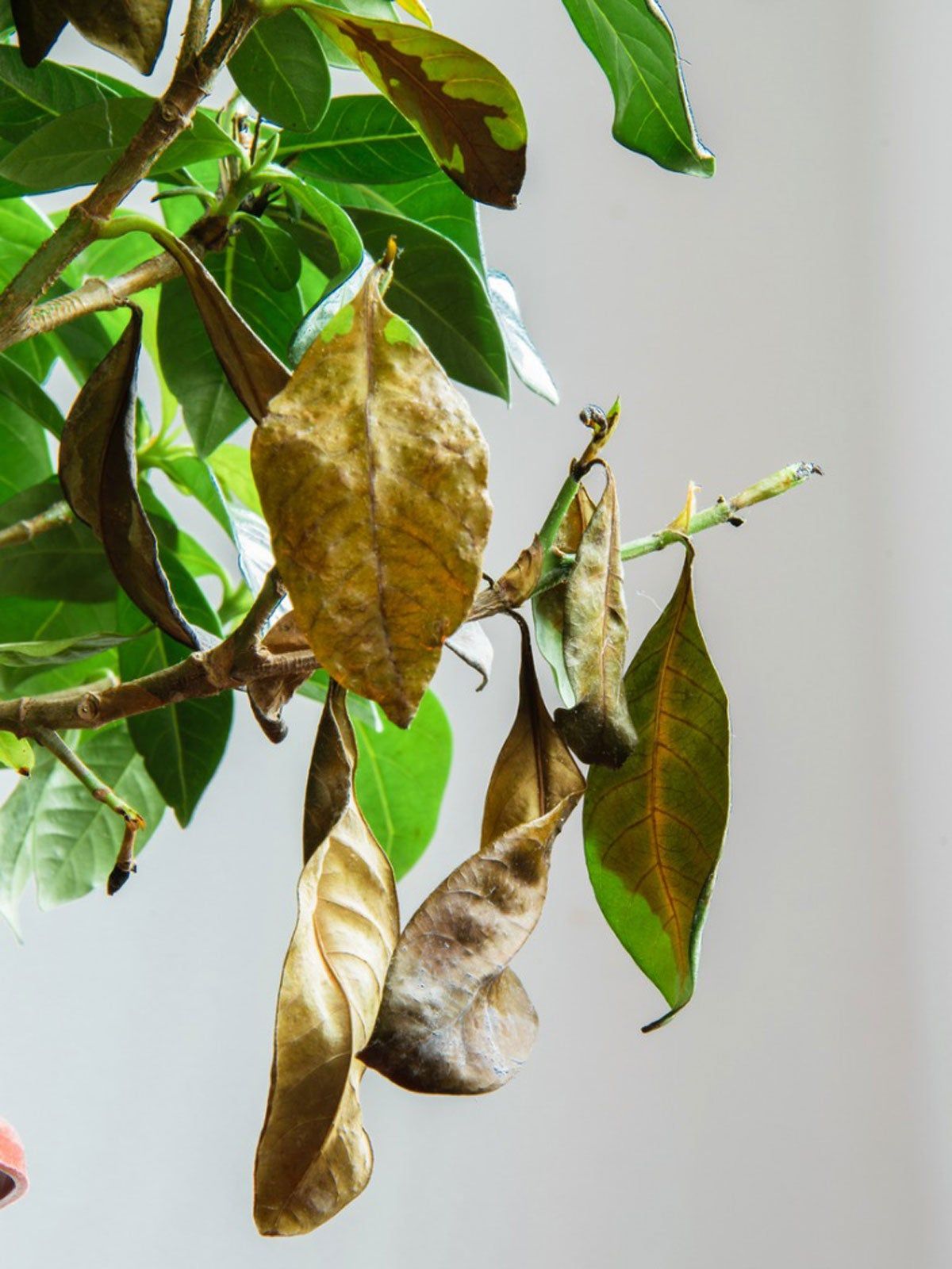 Gardenia Bush With Yellow Leaves