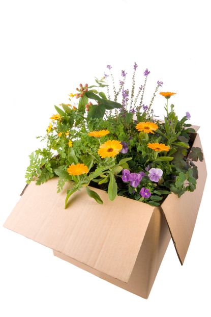 Cardboard Box Full Of Flowers
