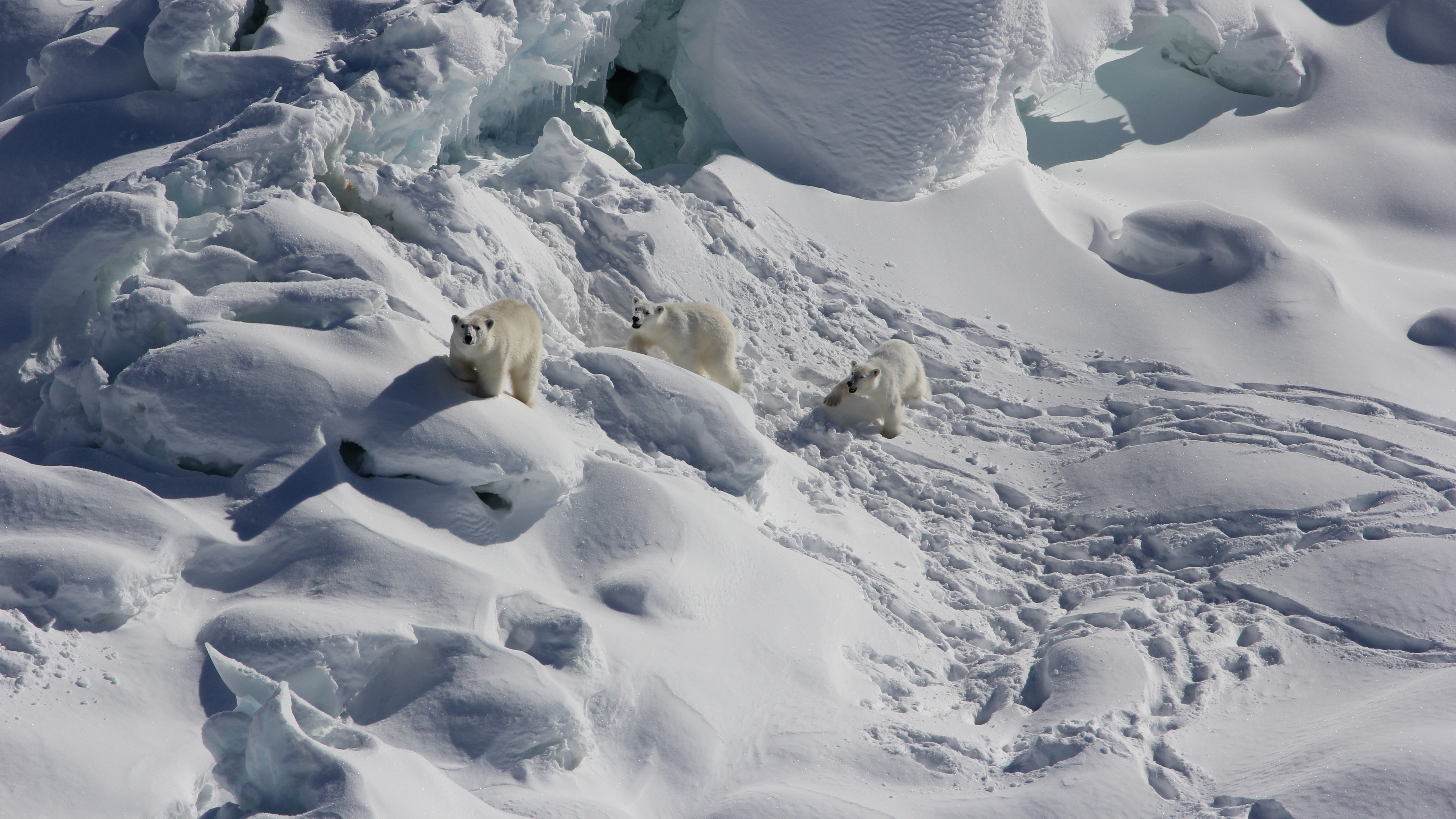 Researchers have discovered a new population of polar bears in Greenland.