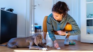 Woman cleaning dog pee off floor while Weimaraner puppy looks on