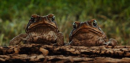 Cane toad, invasive species