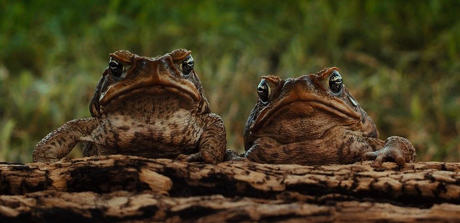 Cane toad, invasive species