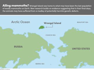 While other mammoths went extinct at the end of the last ice age about 11,000 years ago, a dwarf population of the species persisted on Wrangel Island in Siberia until about 3,700 years ago.