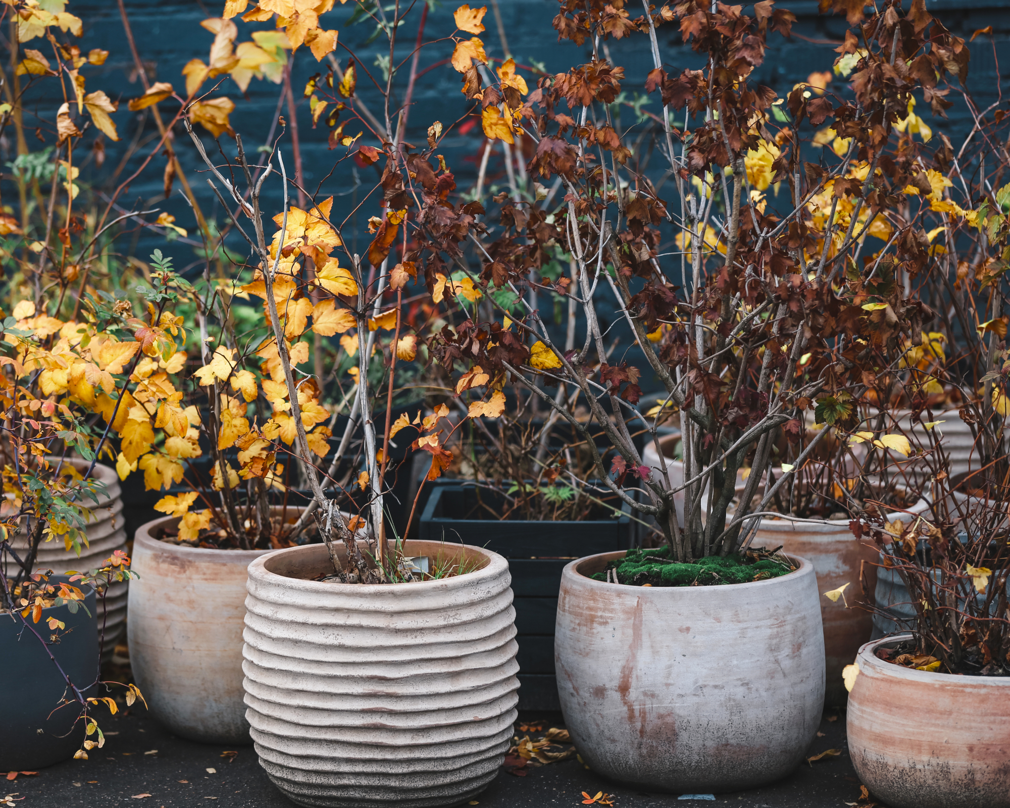 brown dormant trees in pots