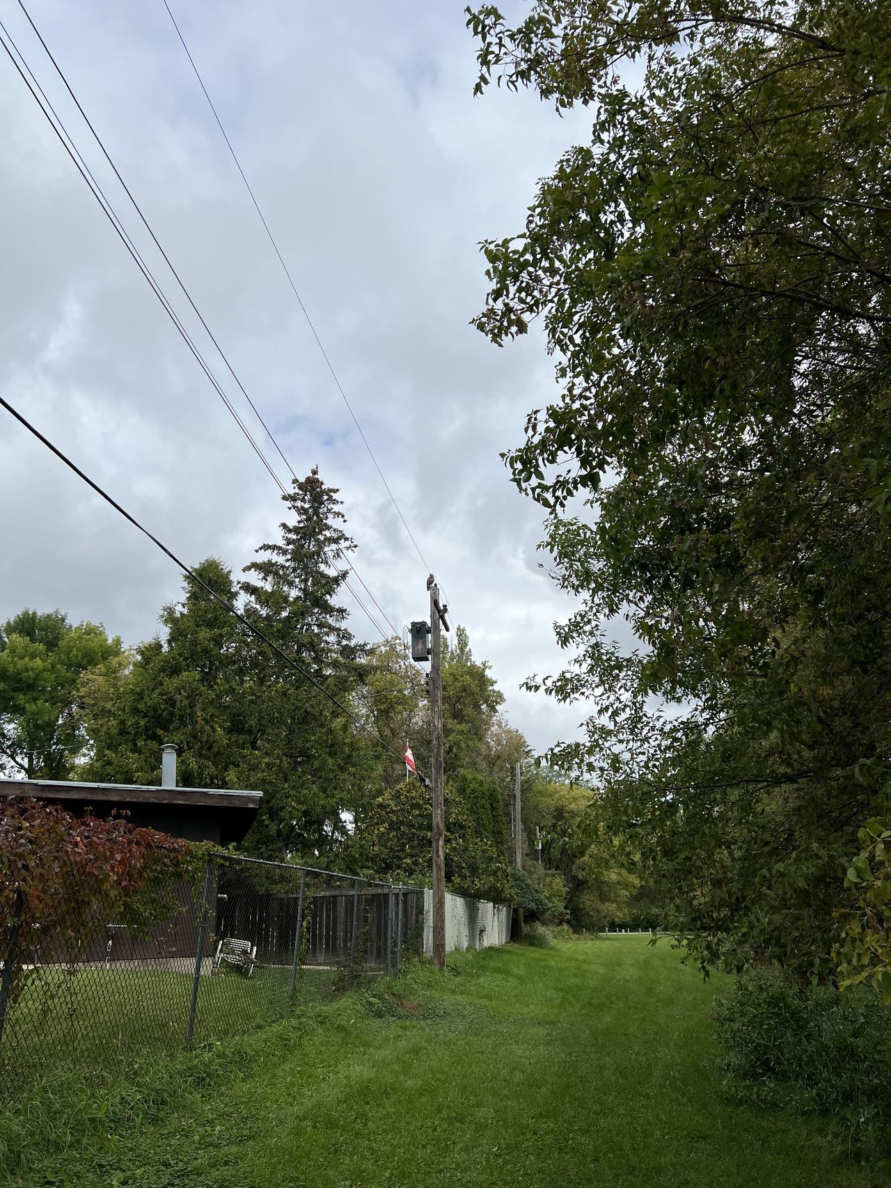 Hawk on a pole with Canadian flag underneath taken on iPhone 13 Pro