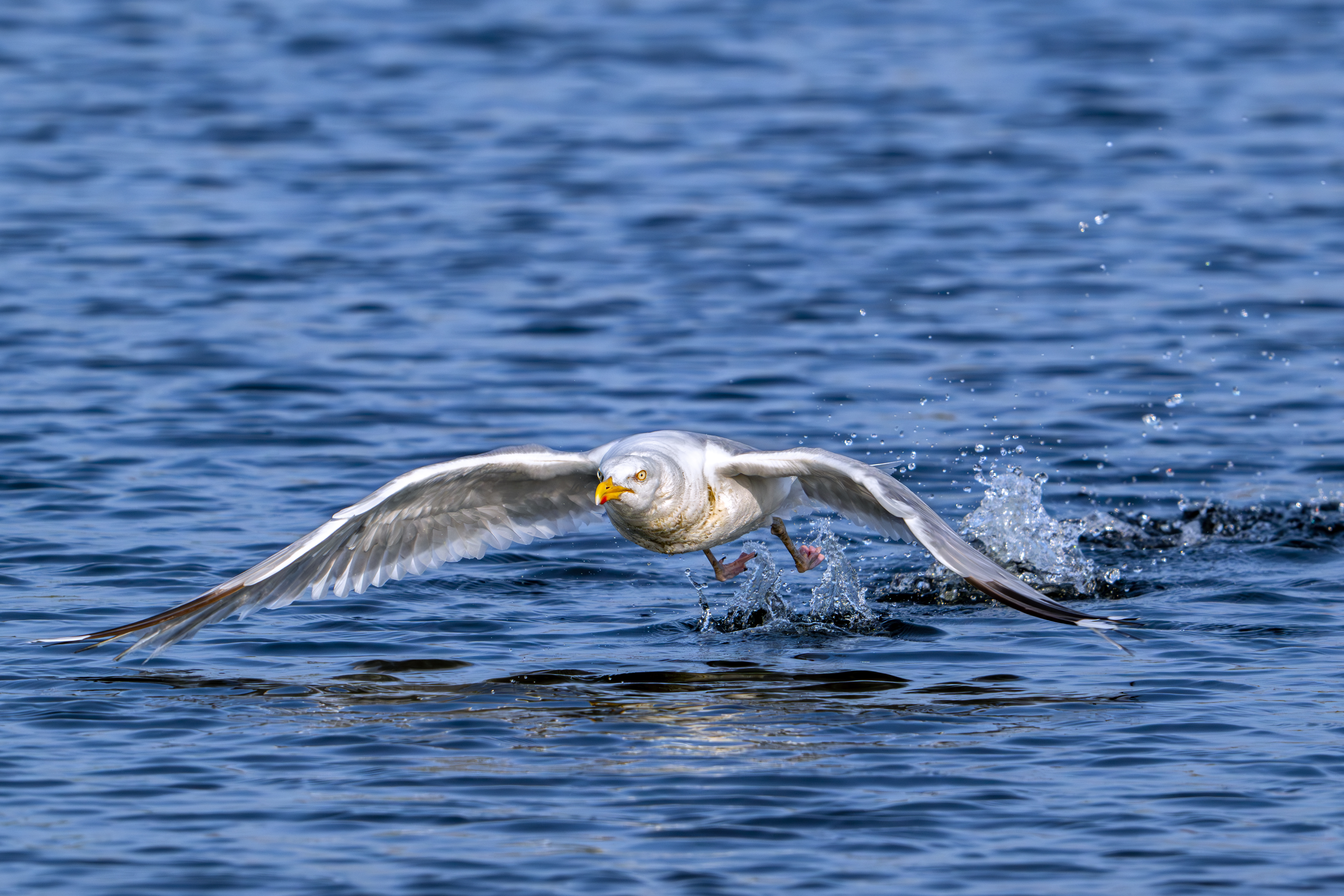 Herring gull
