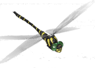 Dragonfly Google Search 3D model