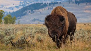 Bison at Yellowstone National Park