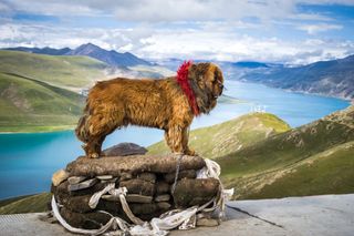 A Tibetan mastiff in all its glory.
