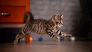 Kitten running inside