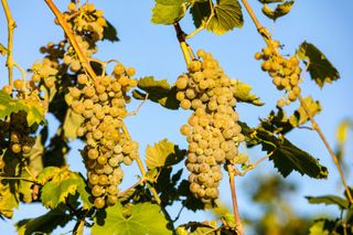 White Prosecco Grapes in a vineyard