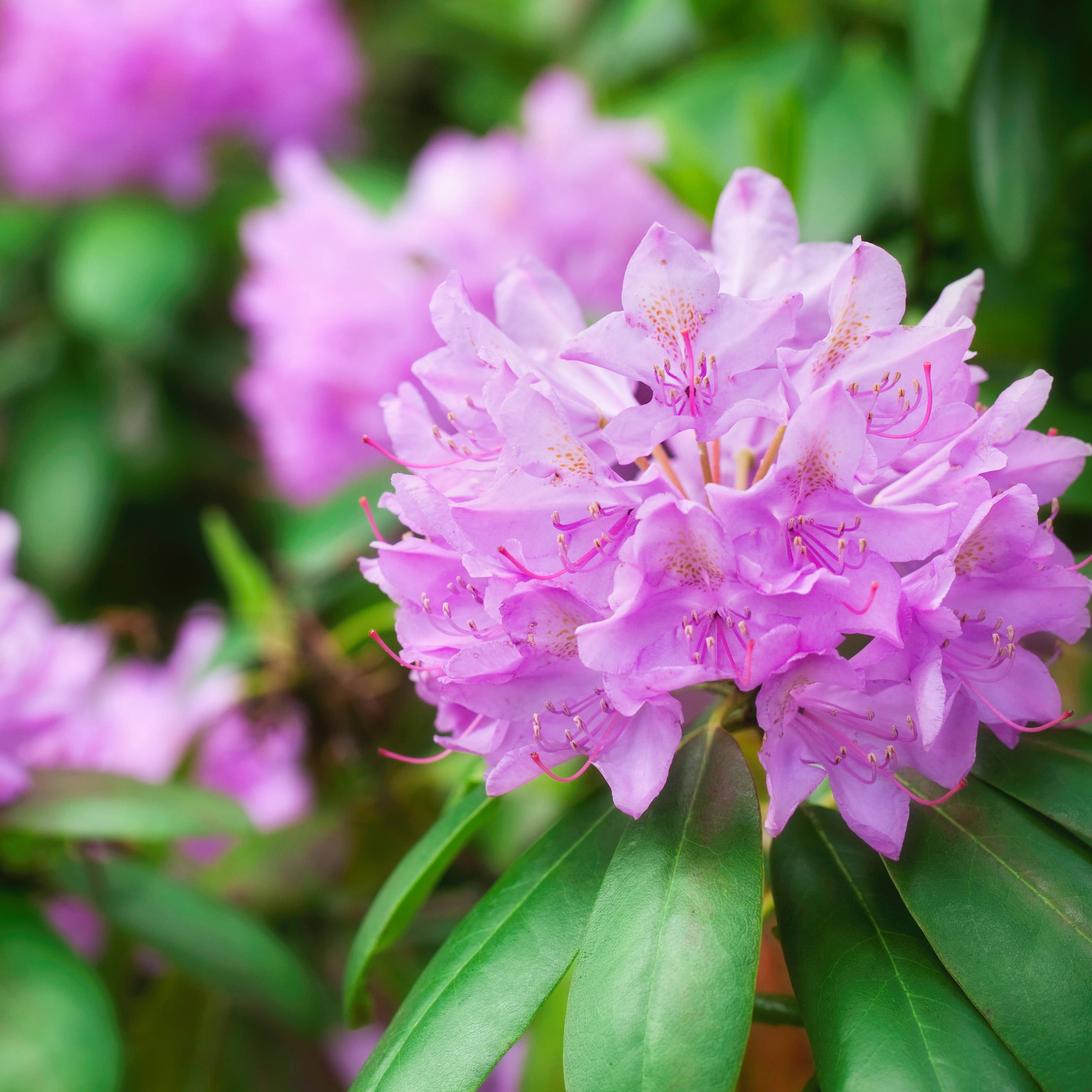 Purple rhododendron flowers