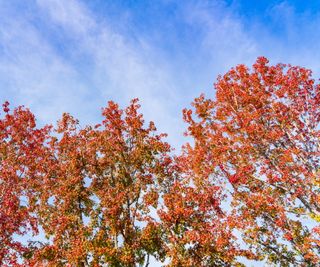 Red foliage of the American Sweetgum tree and blue sky beyond