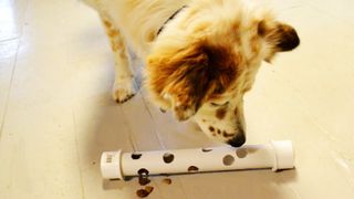 Dog playing with a DIY puppy toy made of PVC pipe