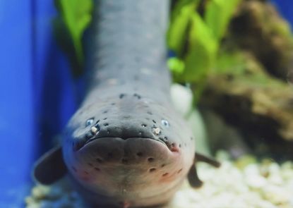 Electric eels remotely control their prey