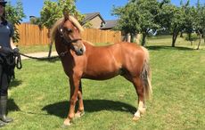 World Horse Welfare lonely ponies