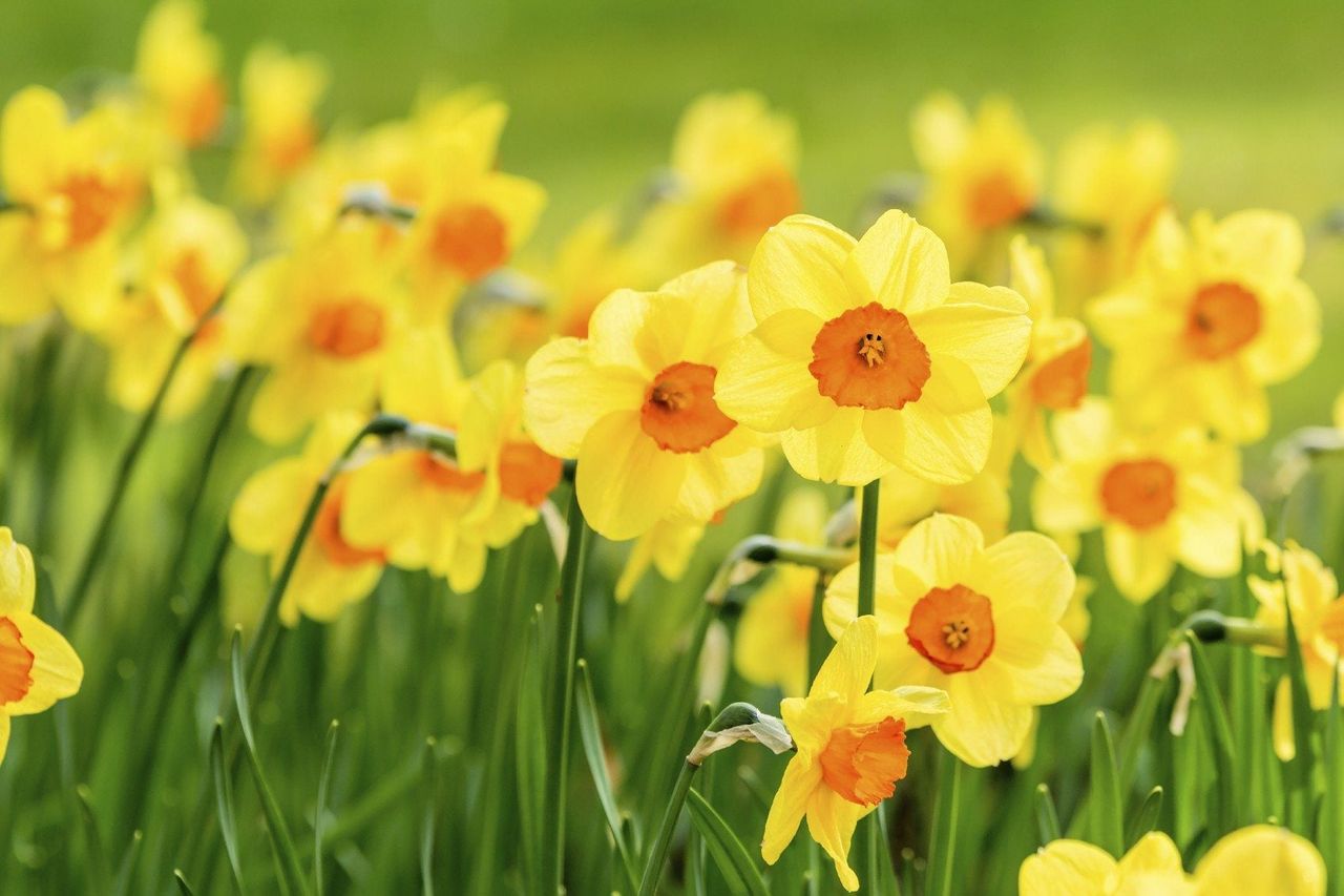 Yellow Narcissus Flowers