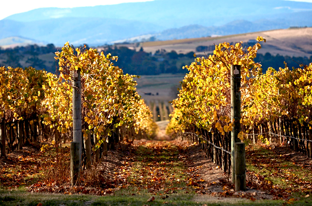 Yarra Valley is one of Victoria's coolest wine regions.
