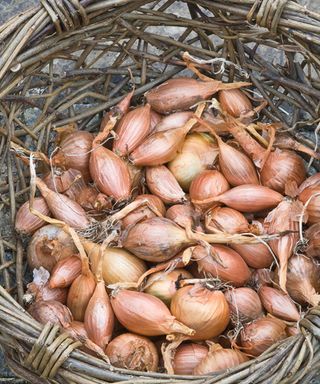 harvested shallots in a basket