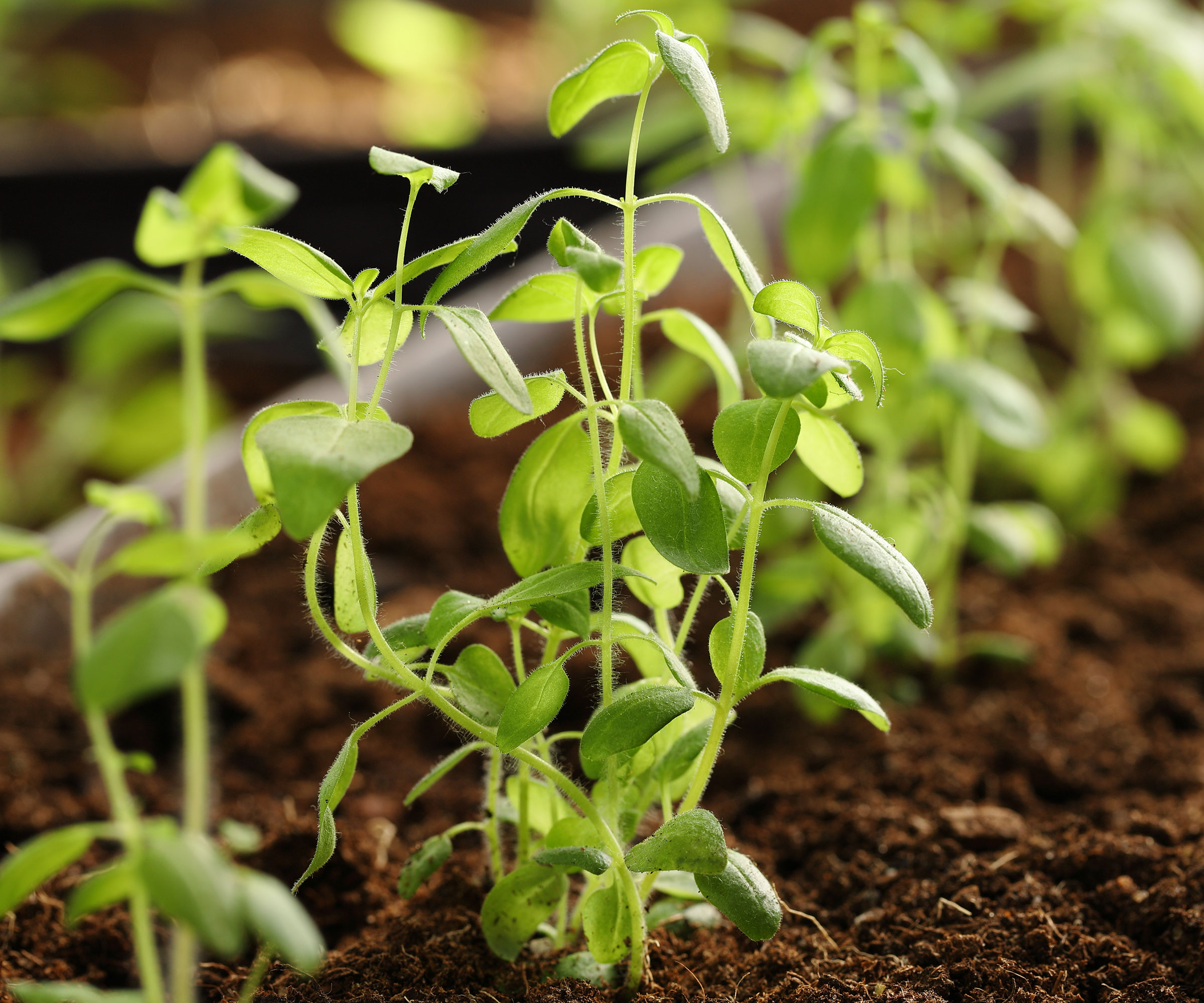 snapdragon seedlings in tray of seed mix
