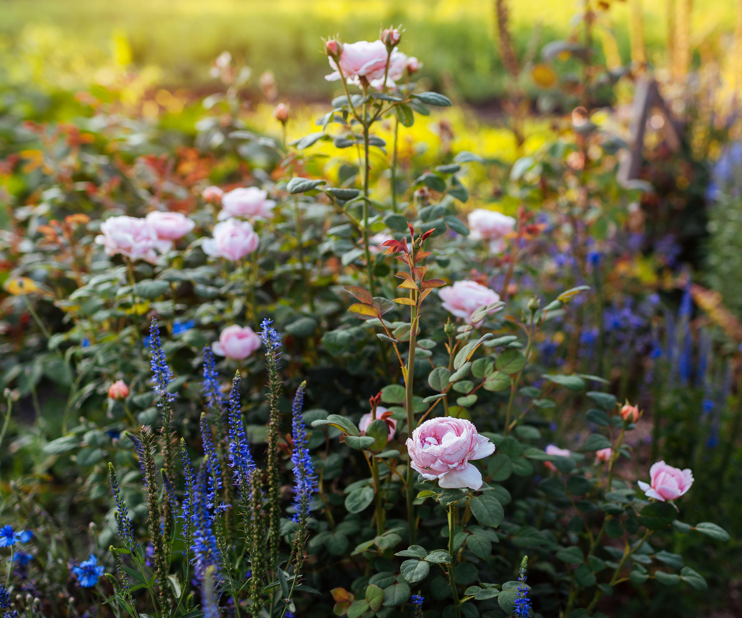 Pink Queen of Sweden rose blooming in summer garden by blue veronica